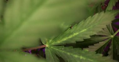 Özel laboratuarda psikoaktif ilaçlar üretmek için yetiştirilen yeşil marihuana yaprakları. İlaç üretmek için psikoaktif yeşil bitki çalılığı