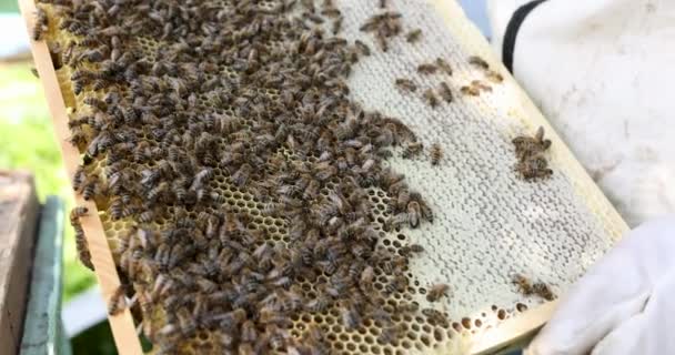Arılar Arılarda Bal Üretiyor Laç Üretimi Için Film Yavaş Çekim — Stok video