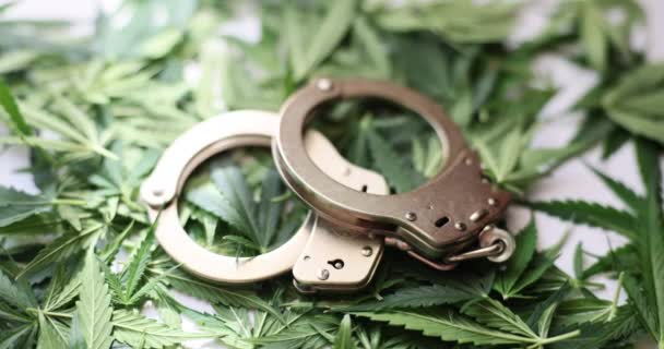 白い表面に散在緑の大麻の葉のヒープ上の手錠ペア 違法薬物の責任 麻薬生産の罪で投獄され — ストック動画