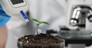 Kadın bilim adamı, toprağın durumunu profesyonel nem ölçer ile inceliyor. Kadın kişi laboratuvarda toplumun iyiliği için marihuana yetiştiriyor.