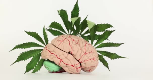 Lidský Mozek Model Nervy Svěží Zelené Marihuany Listy Bílém Pozadí — Stock video
