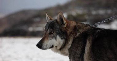 Sakin kurt kış havasında karlı arazide yürürken yana bakar. Zincire vurulmuş vahşi sakin hayvan bulanık tepelere karşı ağır çekimde duruyor.