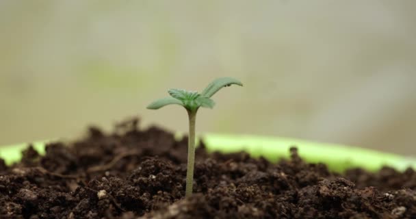 Gyógynövény Marihuána Növény Első Növekedési Fázisban Cbd Genetika Otthon Termesztett — Stock videók