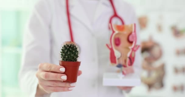 Médico Señala Modelo Recto Con Hemorroides Sostiene Cactus Enfermedad Asociada — Vídeo de stock