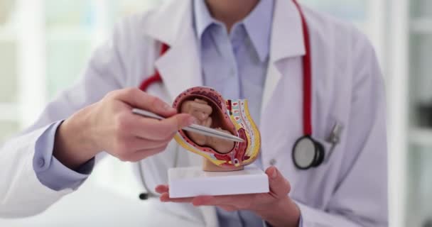 Гинеколог Показывает Плод Матке Анатомической Модели Человеческого Органа Подготовка Беременности — стоковое видео