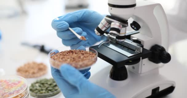 Alforfón Sobre Vidrio Deslizante Laboratorio Alimentos Científico Examina Cereales Grano — Vídeos de Stock
