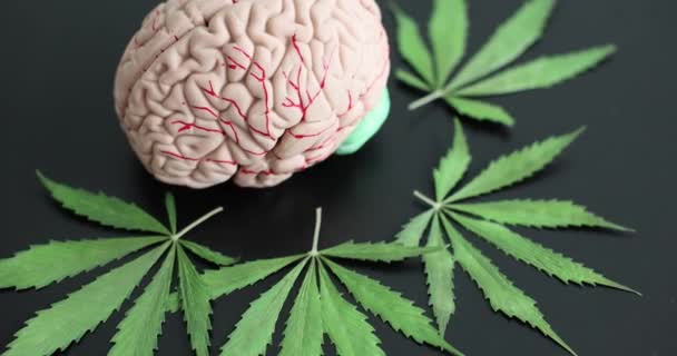 Nsan Beyni Modeli Kenevir Yaprakları Psikoaktif Uyuşturucu Marihuana Düşünme Konseptinin — Stok video