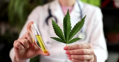 Doktor elinde kenevir yağı ve yeşil yapraklı test tüpü tutuyor. Tıpta marihuana üretimi
