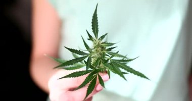 Kişi taze kenevir yaprağını yakından tutar. Marihuana yetiştiriyorum