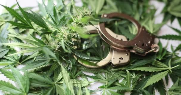 手錠は大麻のマリファナの葉の上にあります マリファナの逮捕と違法販売 — ストック動画
