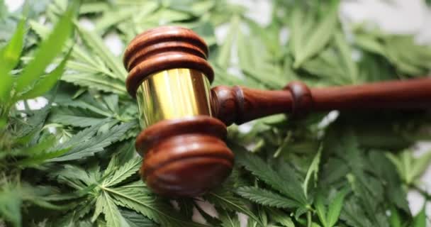 Judge Wooden Gavel Green Marijuana Leaves Closeup Legalization Marijuana Illegal — Stock Video