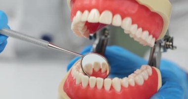 Doktor diş ve diş aynasının ortodontik modelini tutuyor. Diş bakımı ve tedavisi