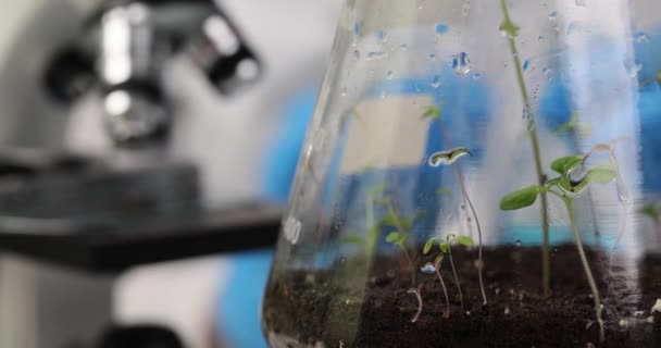 Växtforskning För Att Skapa Livsmedels Och Hudvårdsprodukt Biotekniklaboratorium Begreppet Vetenskap — Stockvideo