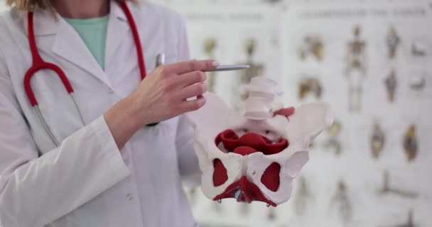 婦人科医は 診療所で筋肉モデルの女性骨盤を示しています 婦人科と医学の概念 — ストック動画