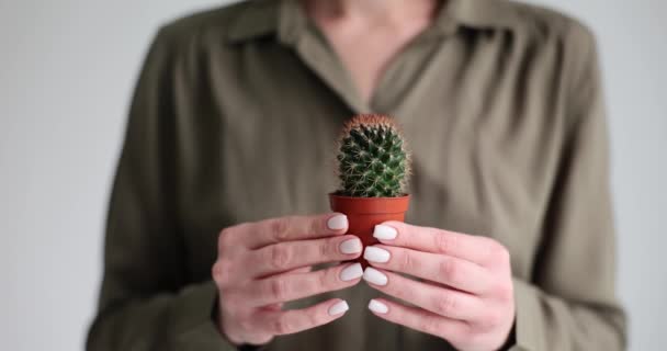Ženská Ruka Drží Malý Načechraný Kaktus Hrnci Kaktusová Péče Doma — Stock video