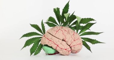 İnsan beyninin yapay anatomik modeli ve yeşil marihuana yaprağı. Zihninde psikoaktif esrar ilaçlarının etkileri