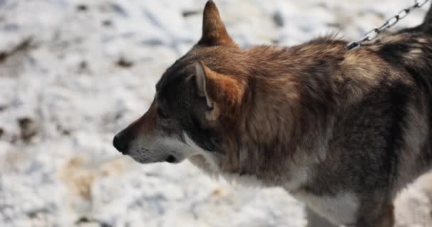 Lobo Selvagem Cão Acorrentado Inverno Protecção Habitação Domesticação Dos Lobos — Vídeo de Stock