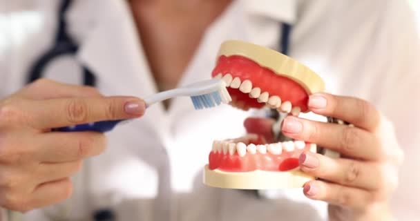 Dentist Cleans Jaw Model Toothbrush Oral Care Dental Hygiene — Stock Video