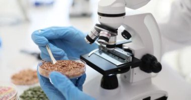 Bilim adamı, petri kabında küçük kaşıkla karabuğday taneleri alıyor. Laboratuvar çalışanı ürünleri elektronik mikroskopla incelemeye hazır.