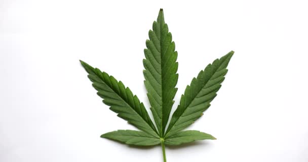 Beyaz Arka Planda Taze Kenevir Bitkisinin Yeşil Yaprağı Organik Marihuana — Stok video