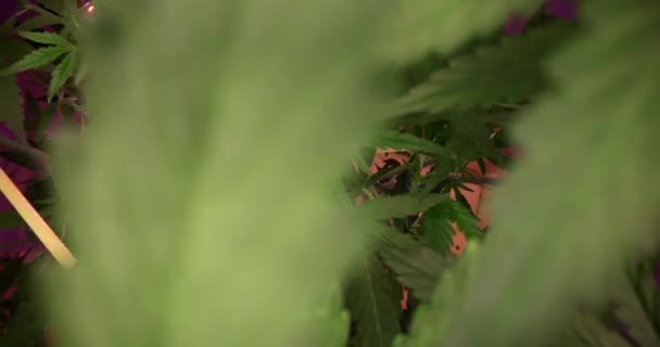 Gröna Cannabisplantor Med Frodiga Blad Växer Rummet Upplysta Med Lila — Stockvideo