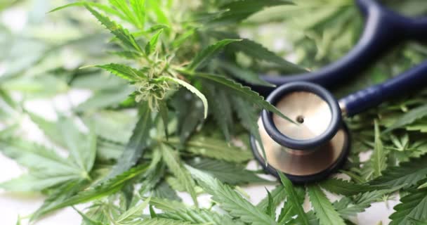 Stetoskop Položil Stůl Hromadu Čerstvých Listí Konopí Vybavení Marihuana Jako — Stock video