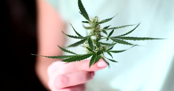 Kvinnlig Hand Håller Marijuana Kvist Med Långa Gröna Blad Stående — Stockvideo