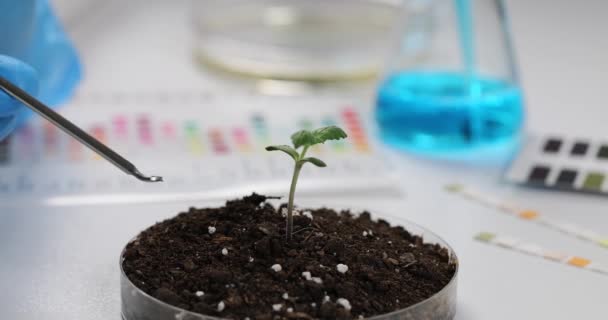 Investigador Toma Muestras Suelo Placa Petri Con Brotes Plantas Cannabis — Vídeo de stock