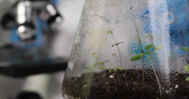 在实验室的玻璃瓶中 黑色的土壤里长出了小芽 为医疗目的检查大麻生长情况 — 图库视频影像