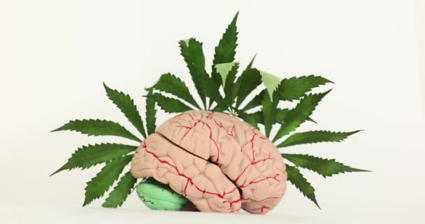 Εγκεφαλικό Μοντέλο Νεύρα Και Μεγάλα Πράσινα Φύλλα Μαριχουάνας Λευκό Φόντο — Αρχείο Βίντεο