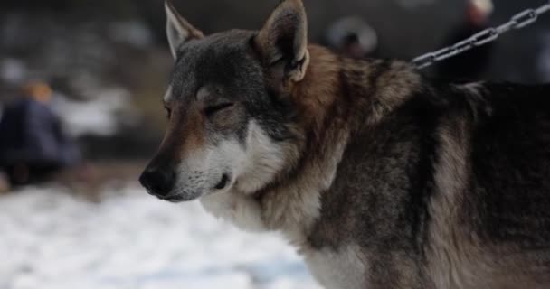 Calm Tamed Wolf Looks Aside Male Person Winter Season Wild — Stock Video