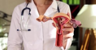 Doktor, uterusun yapay modelini elinde tutuyor ve baş parmağını kaldırıyor. Laboratuvar önlüğü uzmanı kadın üreme sisteminin sağlıklı durumunu onayladı