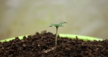 Yakın planda taze filizler yetiştirmek için zaman aralığı. Marihuana büyüme aşamaları kavramı