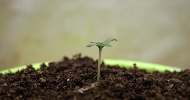 花盆密闭培养新芽的时间间隔 大麻生长阶段概念 — 图库视频影像