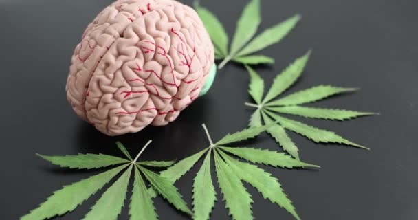 Artificiell Anatomisk Modell Mänsklig Hjärna Med Gröna Cannabisblad Svart Bakgrund — Stockvideo