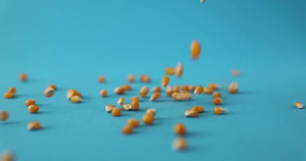 Hromada Syrových Kukuřičných Zrn Otáčí Detailně Modrém Pozadí Žlutá Kukuřice — Stock video
