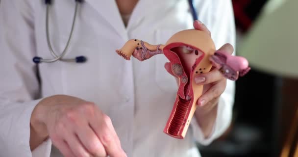 医生的手握住子宫模型和卫生棉条的特写 妇女卫生和妇科 — 图库视频影像