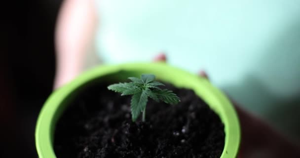 Lecznicza Marihuana Pierwszej Fazie Wzrostu Genetyka Cbd Sadzonki Konopi Kiełkowanie — Wideo stockowe