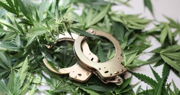 手錠はマリファナの葉や芽に横たわっています 大麻の暴力団を明らかにした刑事事件の判決 — ストック動画