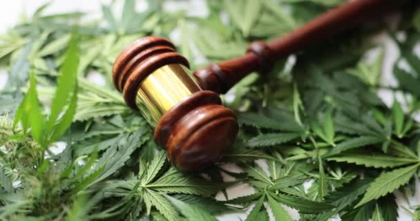 Yargıç Tokmak Kenevir Yaprakları Yasal Tavsiyeler Yasadışı Marihuana Kaçakçılığı Davasında — Stok video