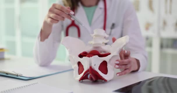 클로즈업 산부인과 의사는 골반의 구조를 줍니다 관절의 대칭성에 — 비디오