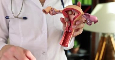 Jinekolog, kadın üreme sistemi ve hijyenik tampon modelini gösteriyor. Adet kanaması ve tampon kullanımı