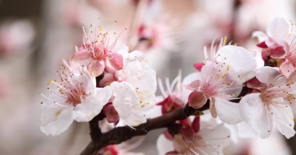 庭で美しい開花桜の白い花 日当たりの良い庭に桜の春の花や開花枝 — ストック動画