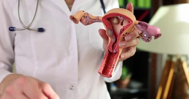 Jinekolog Kadın Üreme Sistemi Hijyenik Tampon Modelini Gösteriyor Adet Kanaması — Stok video