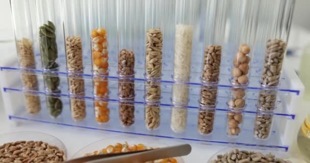 Тестовые Трубки Зерновыми Злаками Племенных Растений Микроскопом Лаборатории Органические Зерновые — стоковое видео