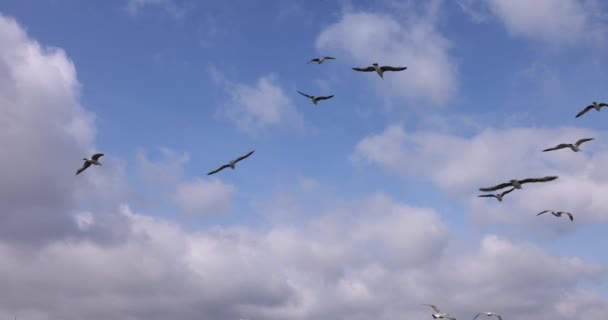 Meeuwen Vliegen Blauwe Lucht Boven Zee Uitzicht Stad Vogels Vliegen — Stockvideo