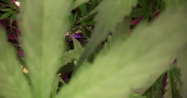 Cannabis Cresce Sala Laboratório Iluminada Pela Luz Púrpura Neon Phytolamps — Vídeo de Stock