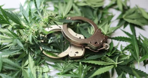 テーブルの上に新鮮な大麻の葉のヒープ上に横たわる手錠 違法成長の分配と精神活性マリファナ薬の消費のための逮捕 — ストック動画