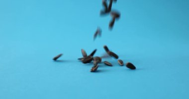 Siyah ayçiçeği tohumları reklam için stüdyoda mavi yüzeye düşer. Lezzetli atıştırmalıklar ve petrol üretimi için hammadde. Yemeği yavaş çekimde çekmek.