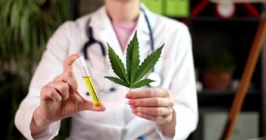 Doktor kenevir yaprağı ve kenevir yağlı test tüpü gösteriyor. Kadın araştırmacılar, tıbbi amaçlar için marihuanadan psikoaktif maddeler kullanıyor.